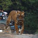 Ranthambore National Park 27