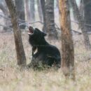 Sloth Bear, Ranthambore 30