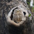 Spotted Owlet, India 29