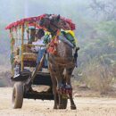 Taxi, Ranthambore 32