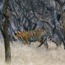 Tigers, Ranthambore 26