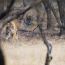 Tiger, Ranthambore 25