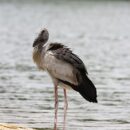 Open bill stork 9