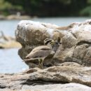 Great thick knee 14