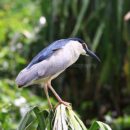 Great egret 15