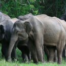 Elephant herd 16