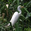 Egret  17