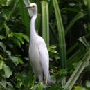 Egret 1 18