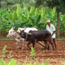 Ploughing the feild 1