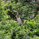 Darter 19
