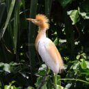 Cattle egret 20