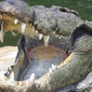Crocodile 21