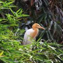 Cattle egret 1 22