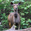 Sambar deer 2
