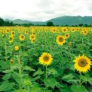 Sunflowers in Bangalore 3