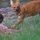 Wild dogs 5