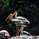 Painted storks 6