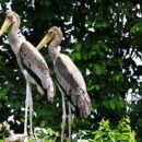 Painted storks 1 7