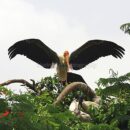 Painted stork 1 8