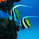 Banner fish, Lady Elliot 52