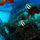 Banner fish and Shipwreck - Lady Elliot 51