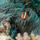 Clown fish Vanuatu 48