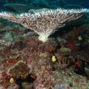 Coral - Vanuatu 46