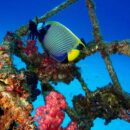 Emperor angel fish Lady Elliot 45