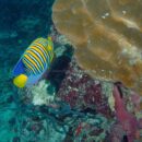 Empress angel fish 44