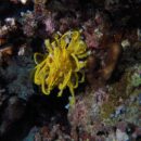 Feather star Vanuatu 43