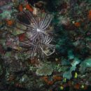 Feather star Vanuatu 42