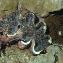 Giant Clam Vanuatu 41