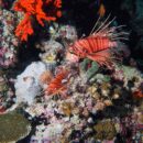 Lion fish Maldives 38