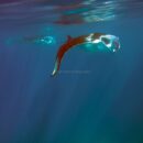Manta Ray, Maldives 37