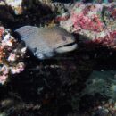Moray eel, Maldives 36