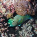 Parrot Fish (in slumber) Maldives 34