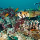 Puffer, Maldives 33