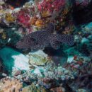 Spotted puffer Vanuatu 32