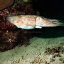 Squid - Vanuatu 31