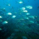 Trevally - South West Rocks 29