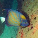 Butterfly fish 2 0