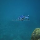 Vanuatu 2