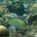 Parrot fish 8