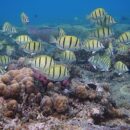 Oyster stacks WA 9