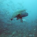 Napoleon Wrasse 11