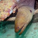 Moray eel 12