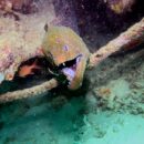 Moray eel 2  19