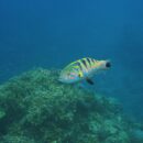 Moon Wrasse 18