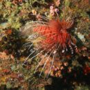 Lion fish1 17