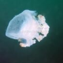 Jelly fish 16